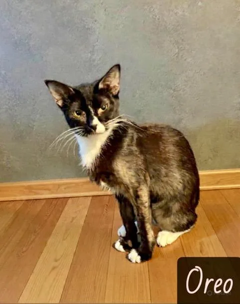 A young medium-sized female Black & White / Tuxedo Domestic Short Hair cat named Oreo for adoption in Englewood, FL