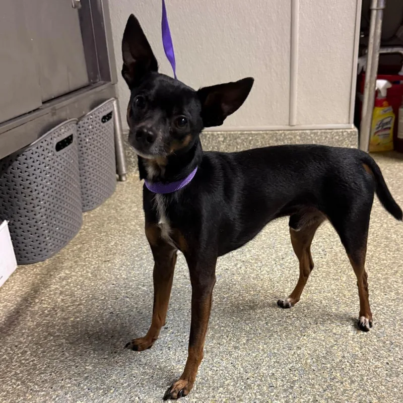 An adult small-sized male Black Chihuahua dog named IVHSStray for adoption in San Gabriel, CA