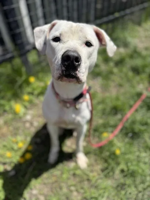 An adult medium-sized female White / Cream Pit Bull Terrier dog named Queen for adoption in Buffalo, NY