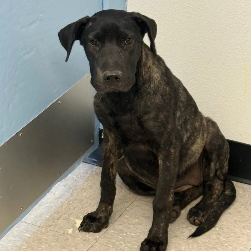 A baby medium-sized female Mastiff dog named Glue Stick for adoption in Bastrop, TX