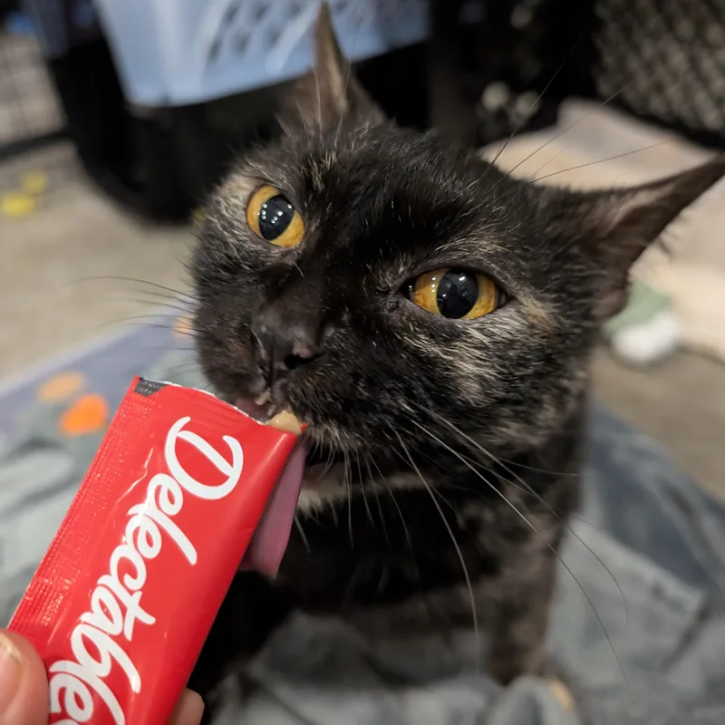 A young medium-sized female Tortoiseshell Domestic Short Hair cat named Macaroni for adoption in Columbus, OH