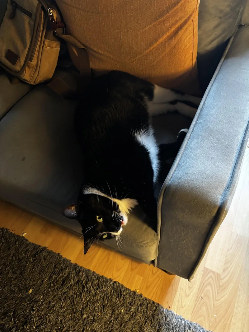 An adult medium-sized female Black & White / Tuxedo Tuxedo cat named Morticia And Wednesday Addams for adoption in Walnut Creek, CA