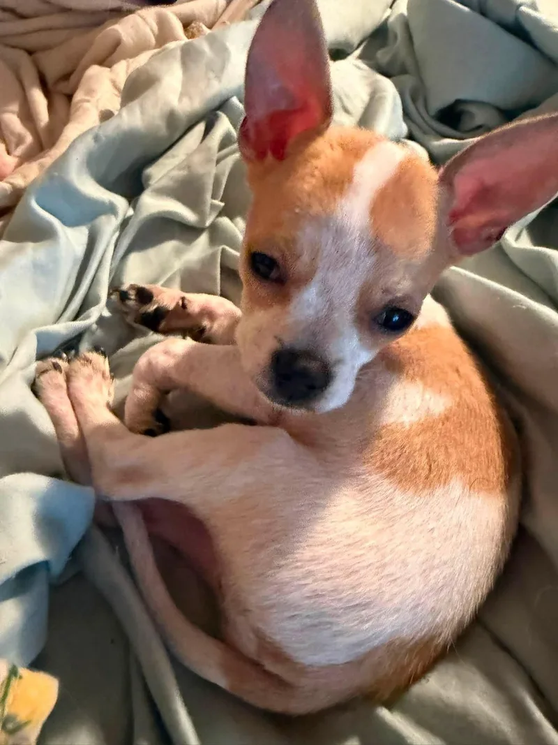 A baby medium-sized female Chihuahua dog named Fawn for adoption in Ashville, OH