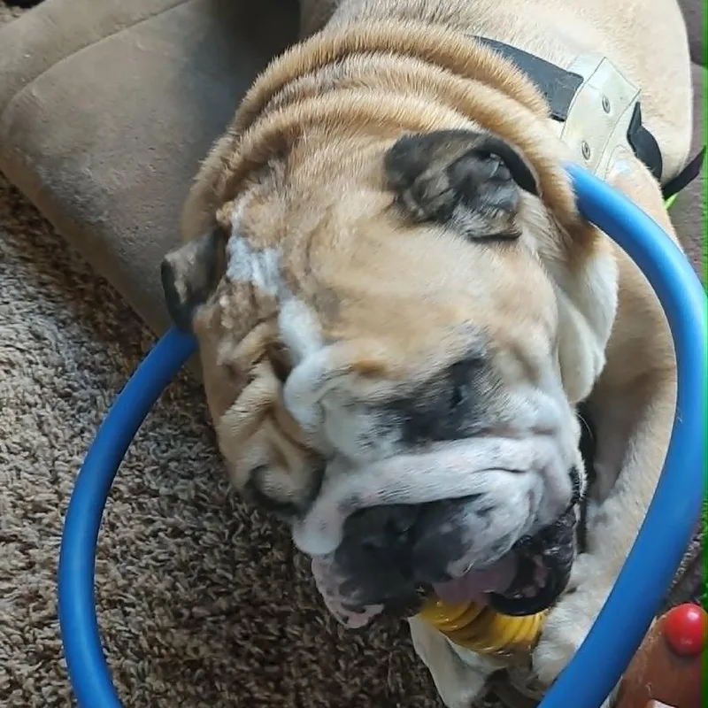 Angus thumbnail 6