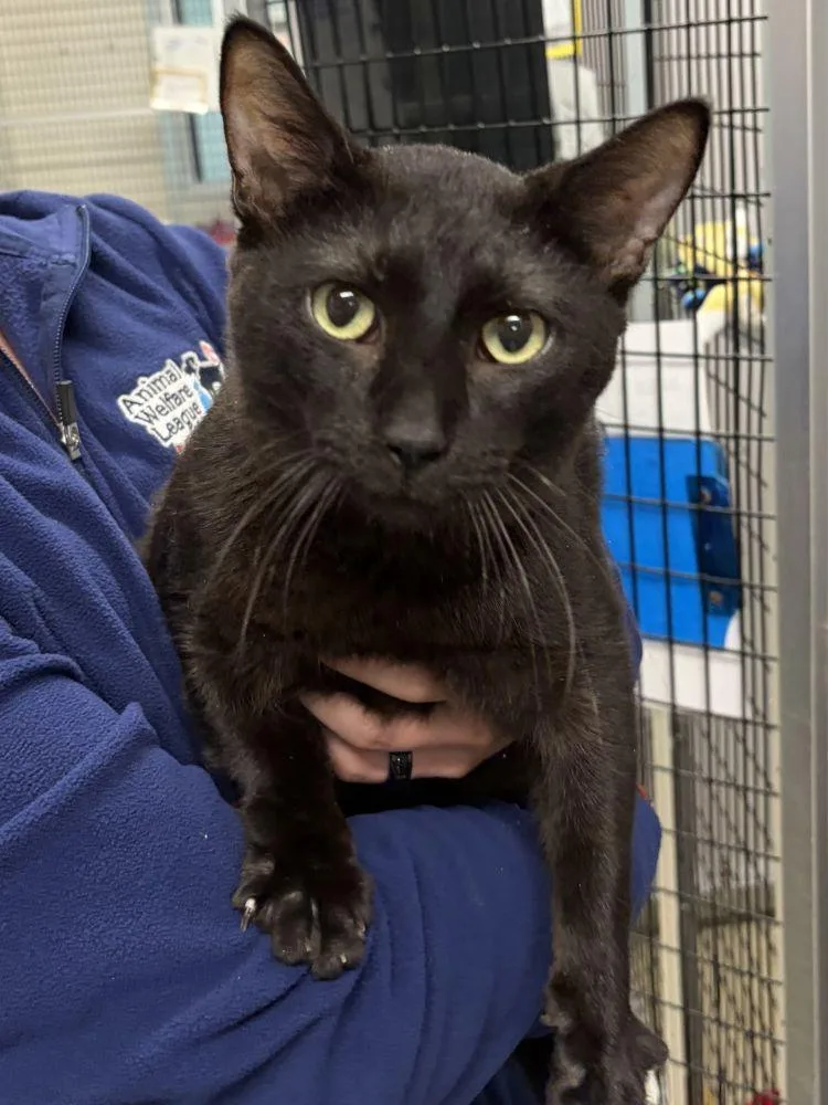 An adult small-sized male Black Domestic Short Hair cat named Quincy for adoption in Alexandria, VA