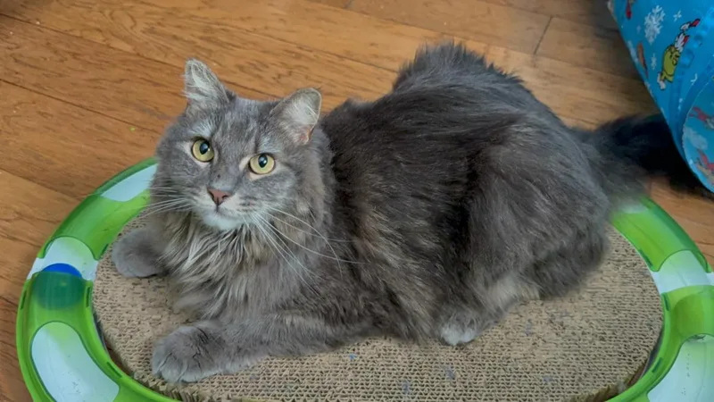 An adult medium-sized female Gray / Blue / Silver Domestic Long Hair cat named Everly Evermeow for adoption in Chandler, AZ