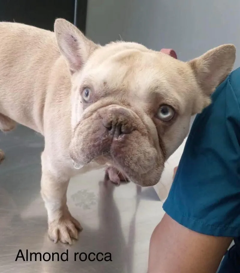 An adult small-sized male French Bulldog dog named Almond Roca for adoption in Windsor, CO