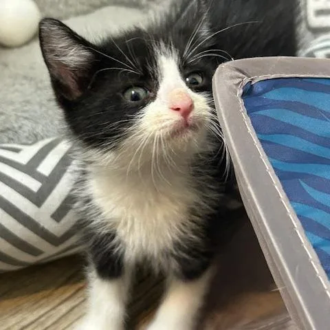 A baby small-sized male Black Domestic Medium Hair cat named Benny for adoption in League City, TX