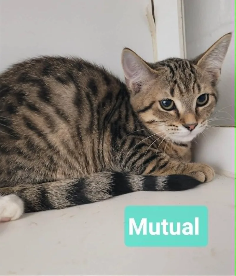 A baby medium-sized female Domestic Short Hair cat named Mutual for adoption in Richmond, IN