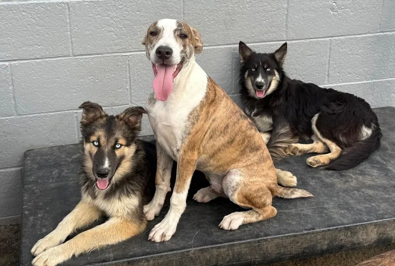 Psychedelic Rock Gecko thumbnail 2