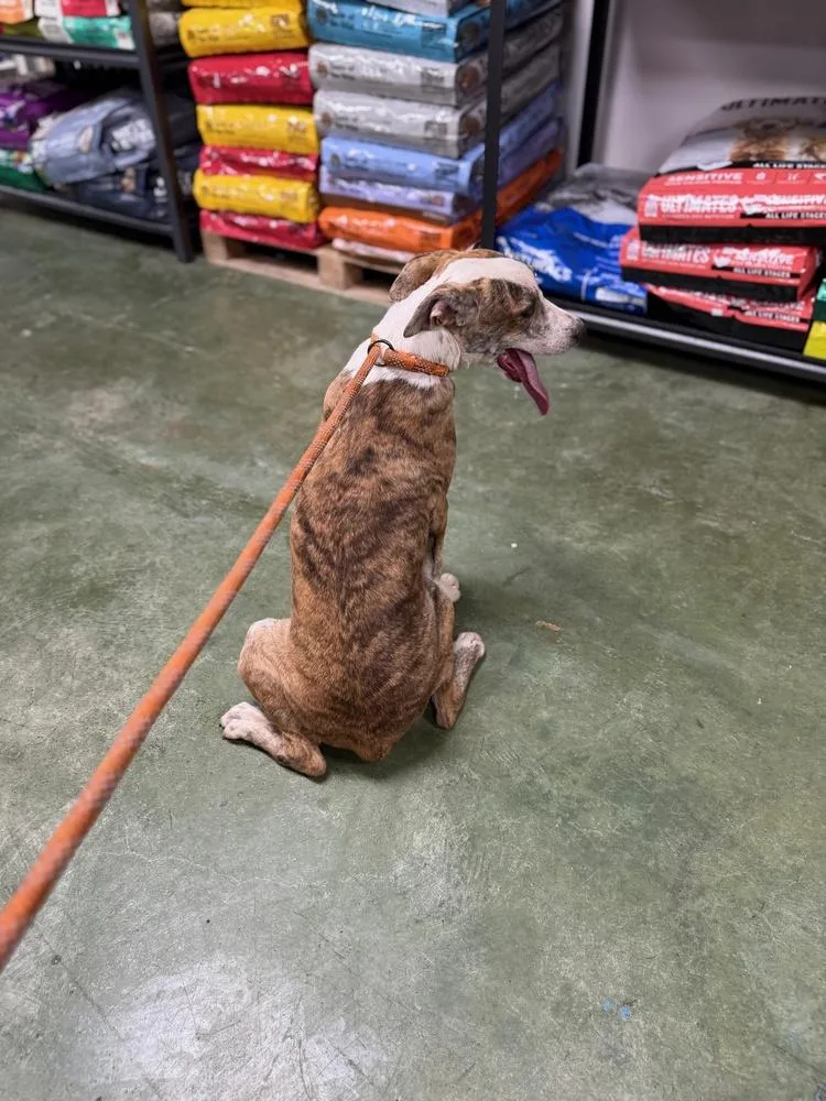 Psychedelic Rock Gecko thumbnail 3