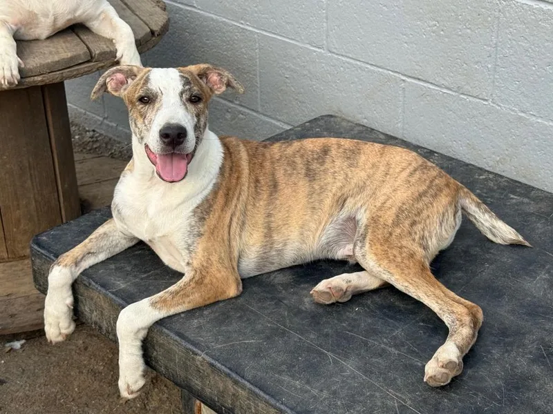 Psychedelic Rock Gecko thumbnail 4