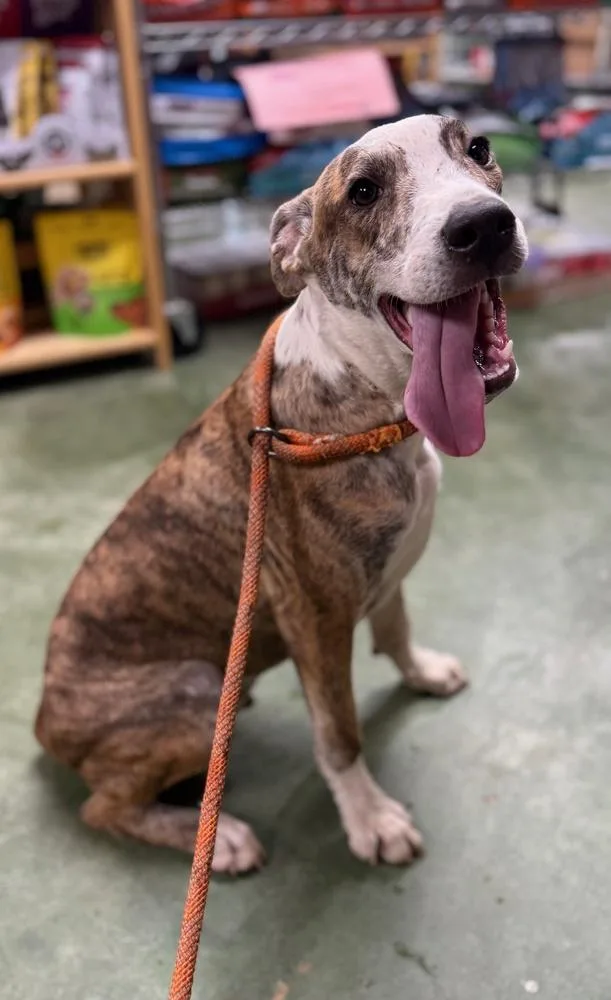 Psychedelic Rock Gecko thumbnail 6