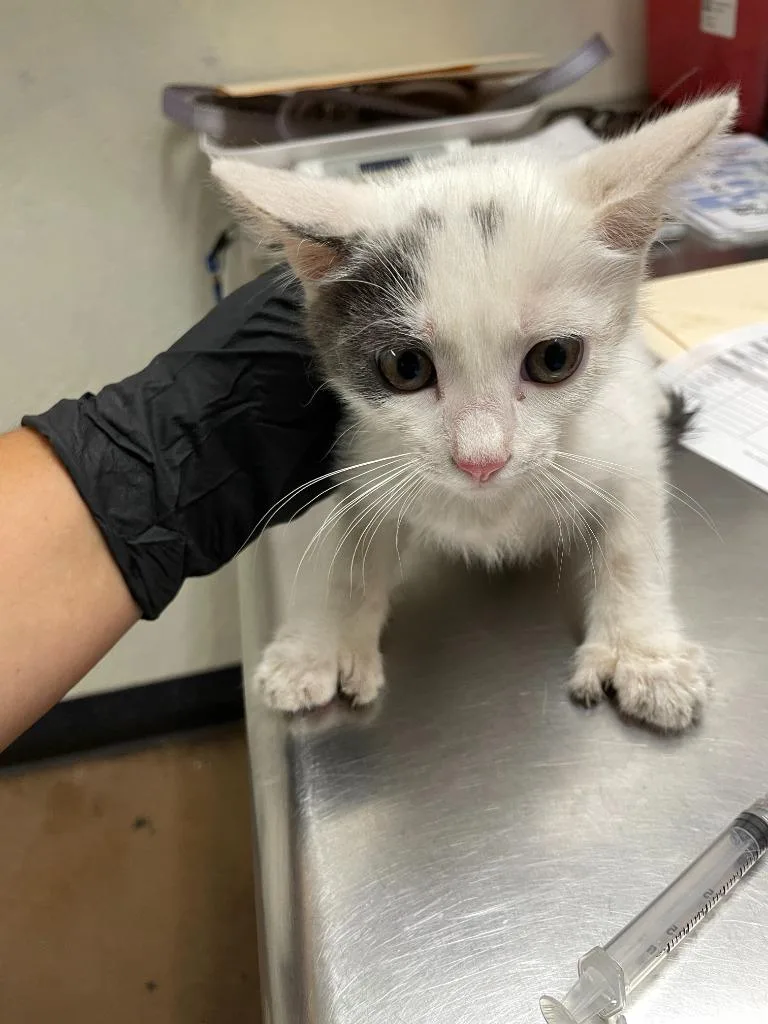 A baby medium-sized female Domestic Short Hair cat named Chamomile for adoption in Chico, CA