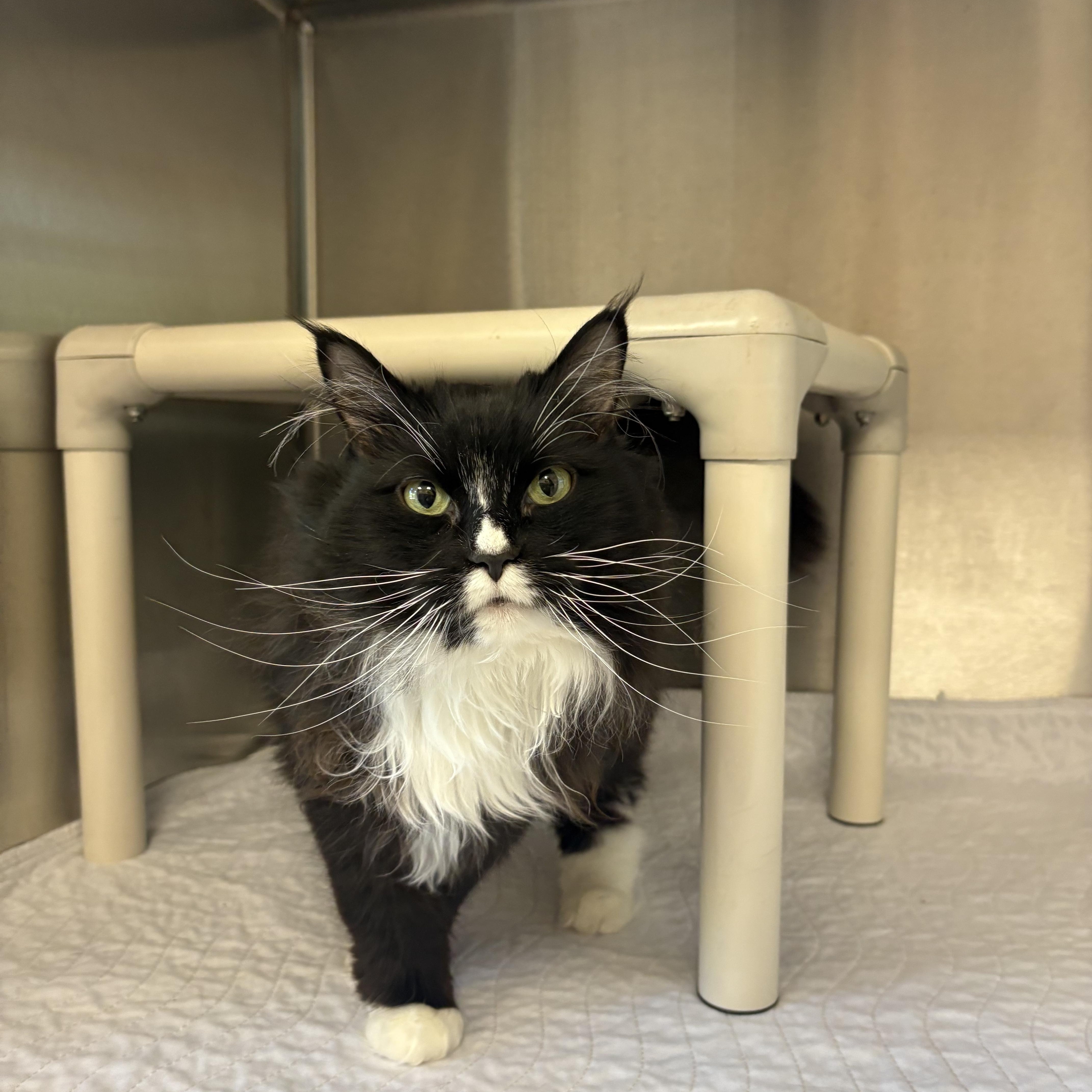 An adult large-sized female Black & White / Tuxedo Domestic Long Hair cat named Nala for adoption in North Providence, RI
