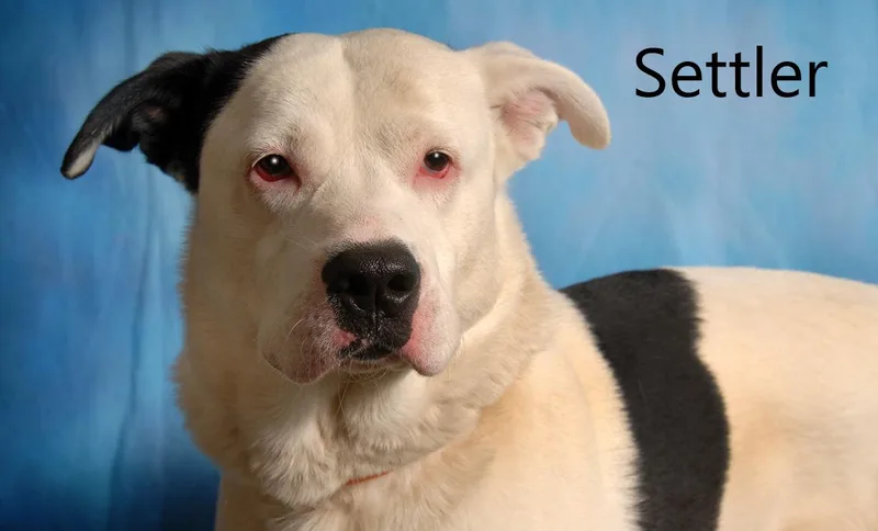 An adult medium-sized male White / Cream Husky dog named Settler for adoption in Mount Vernon, OH