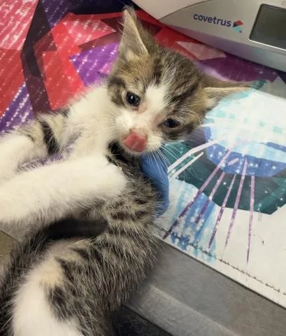 A baby small-sized male Domestic Short Hair cat named Beetle for adoption in Riverside, CA