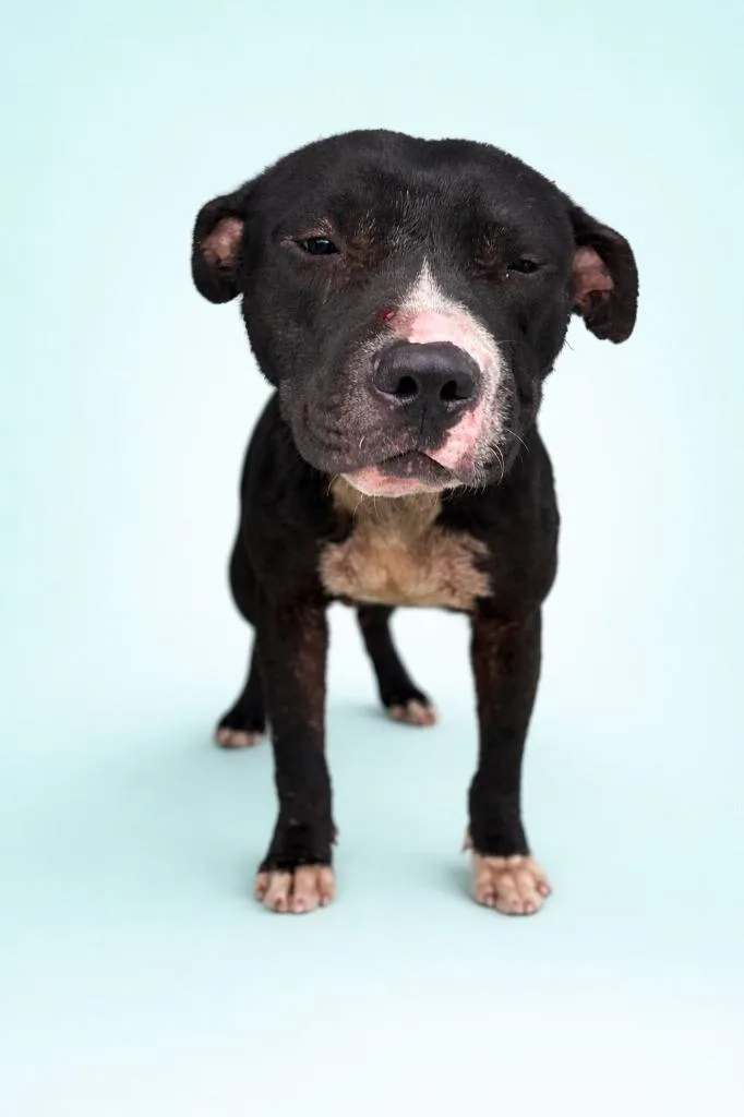 A young medium-sized male Terrier dog named Mercy for adoption in Wauchula, FL