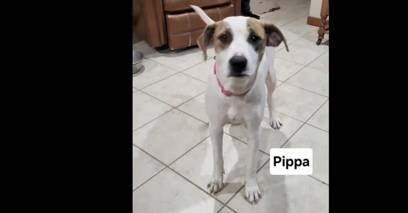 Deputy Dawgs: Pippa thumbnail 2