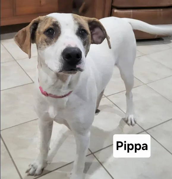 Deputy Dawgs: Pippa thumbnail 3