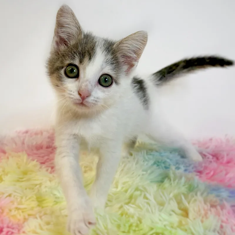 A baby medium-sized female Gray & White Domestic Short Hair cat named Wibble for adoption in Watertown, WI
