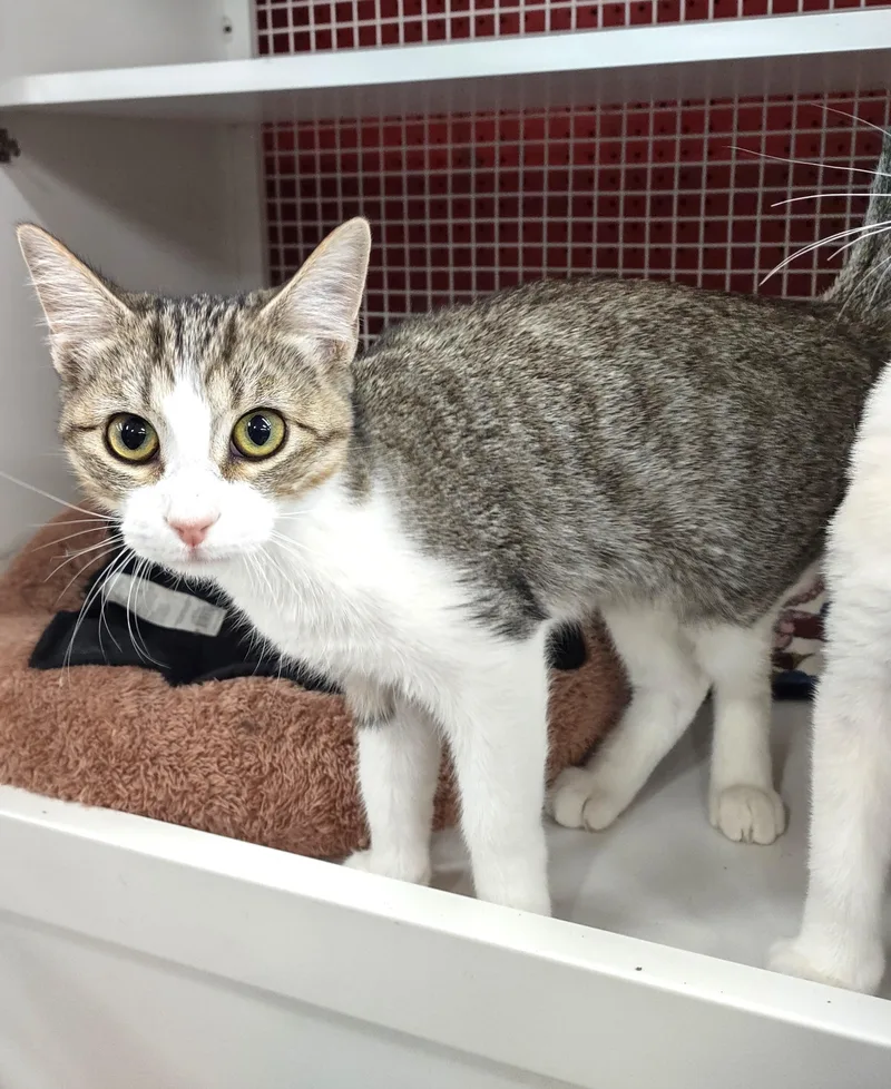A baby medium-sized female Gray & White Domestic Short Hair cat named Ashyln for adoption in Golden Valley, AZ