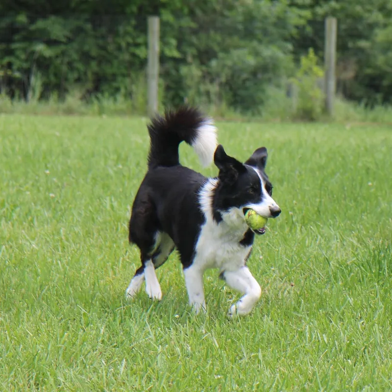 Trickie thumbnail 4
