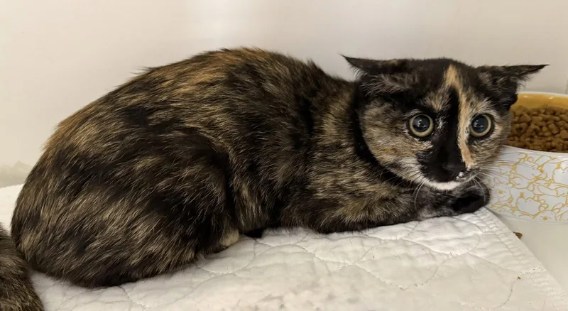 A young medium-sized female Domestic Short Hair cat named X Treme for adoption in Satellite Beach, FL
