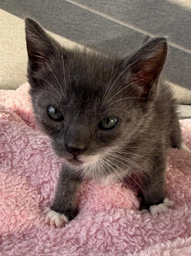 A baby large-sized female Domestic Short Hair cat named Hufflepuff for adoption in Fort Myers, FL