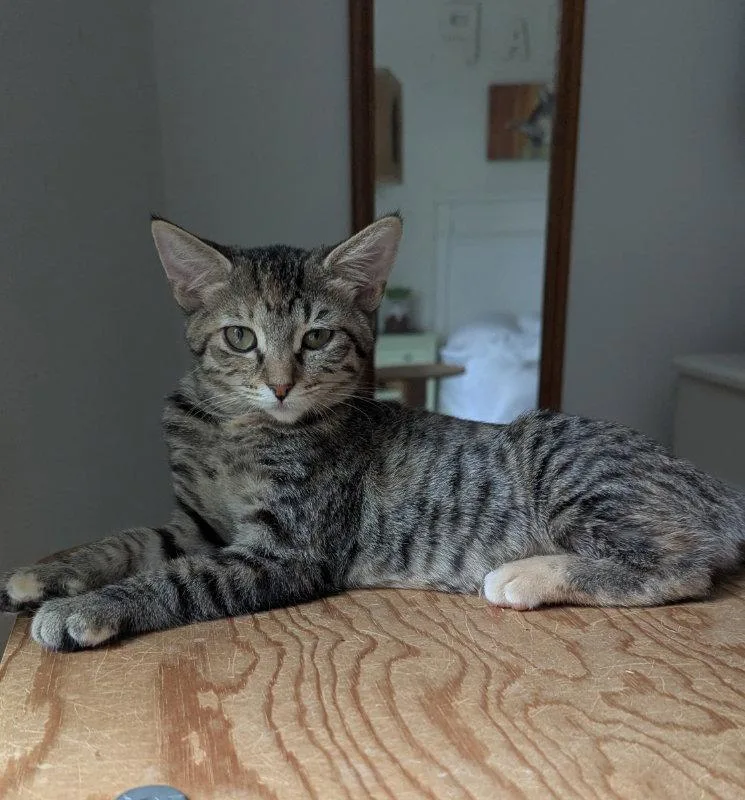 A young medium-sized female Tabby cat named Flamingo for adoption in Ocala, FL