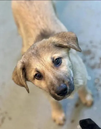 A young small-sized male Shepherd dog named Zeke for adoption in Bowling Green, KY