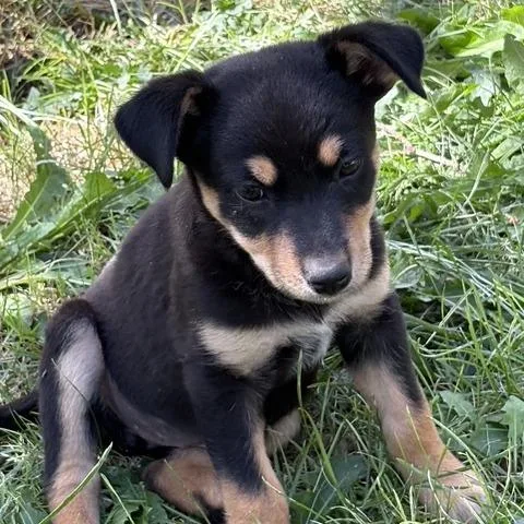 A baby medium-sized female Black Mixed Breed dog named Loretta for adoption in Prescott, AZ