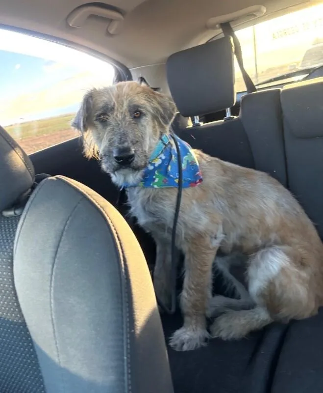A young large-sized male Golden Irish Wolfhound dog named Pinto Bean for adoption in Boulder, CO