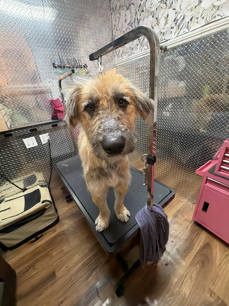 Pinto Bean thumbnail 2