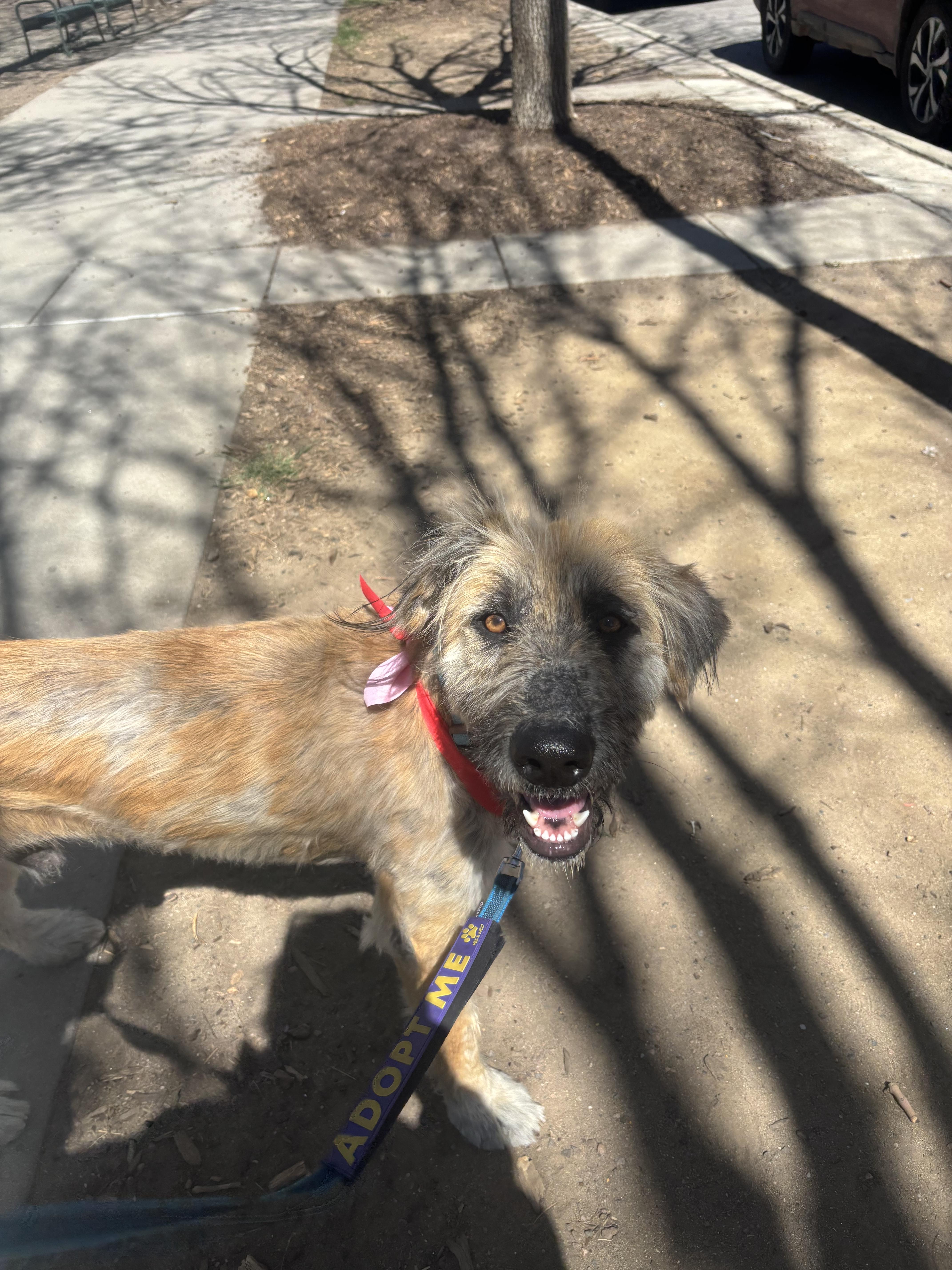 Pinto Bean thumbnail 3