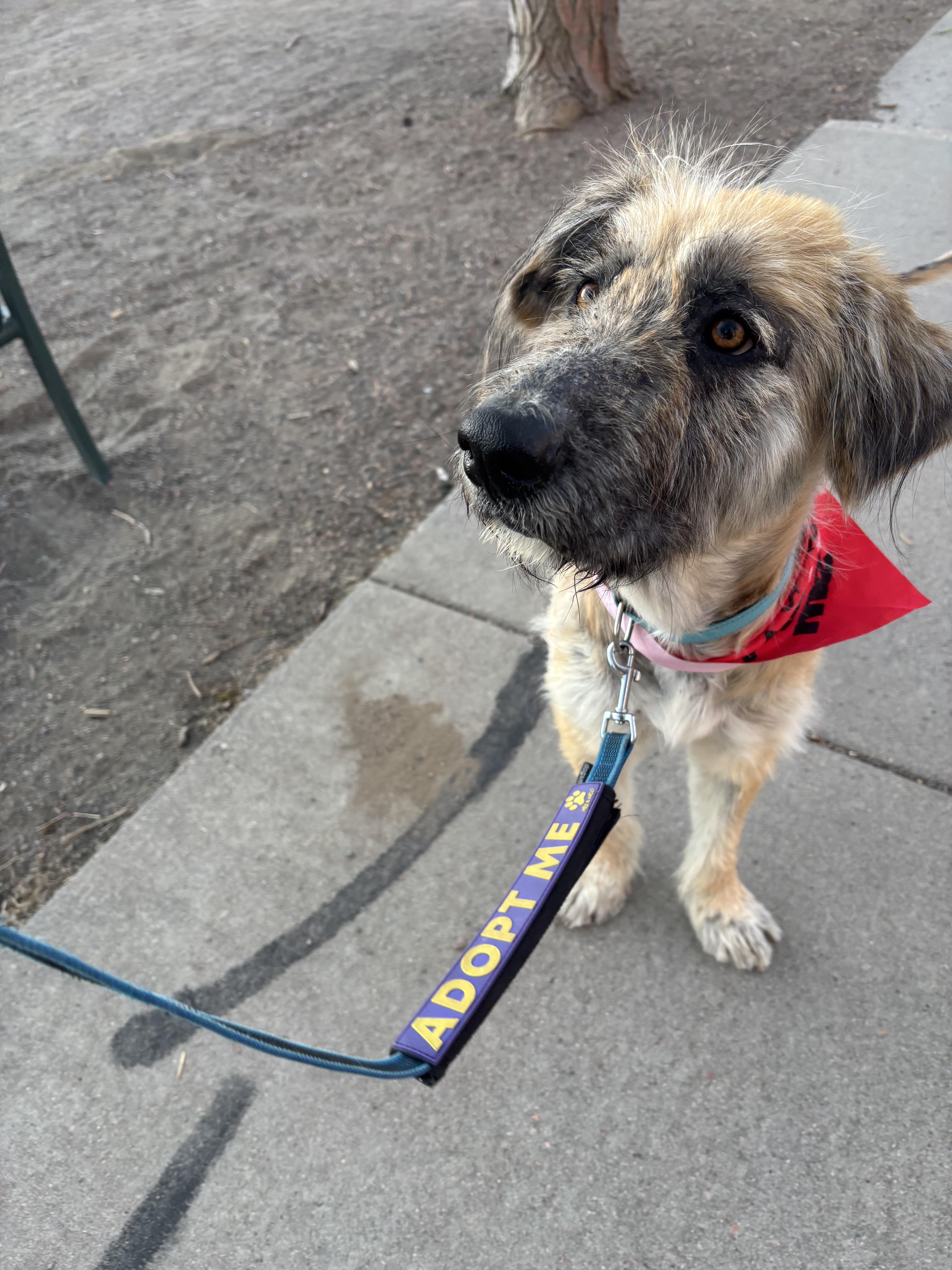 Pinto Bean thumbnail 4