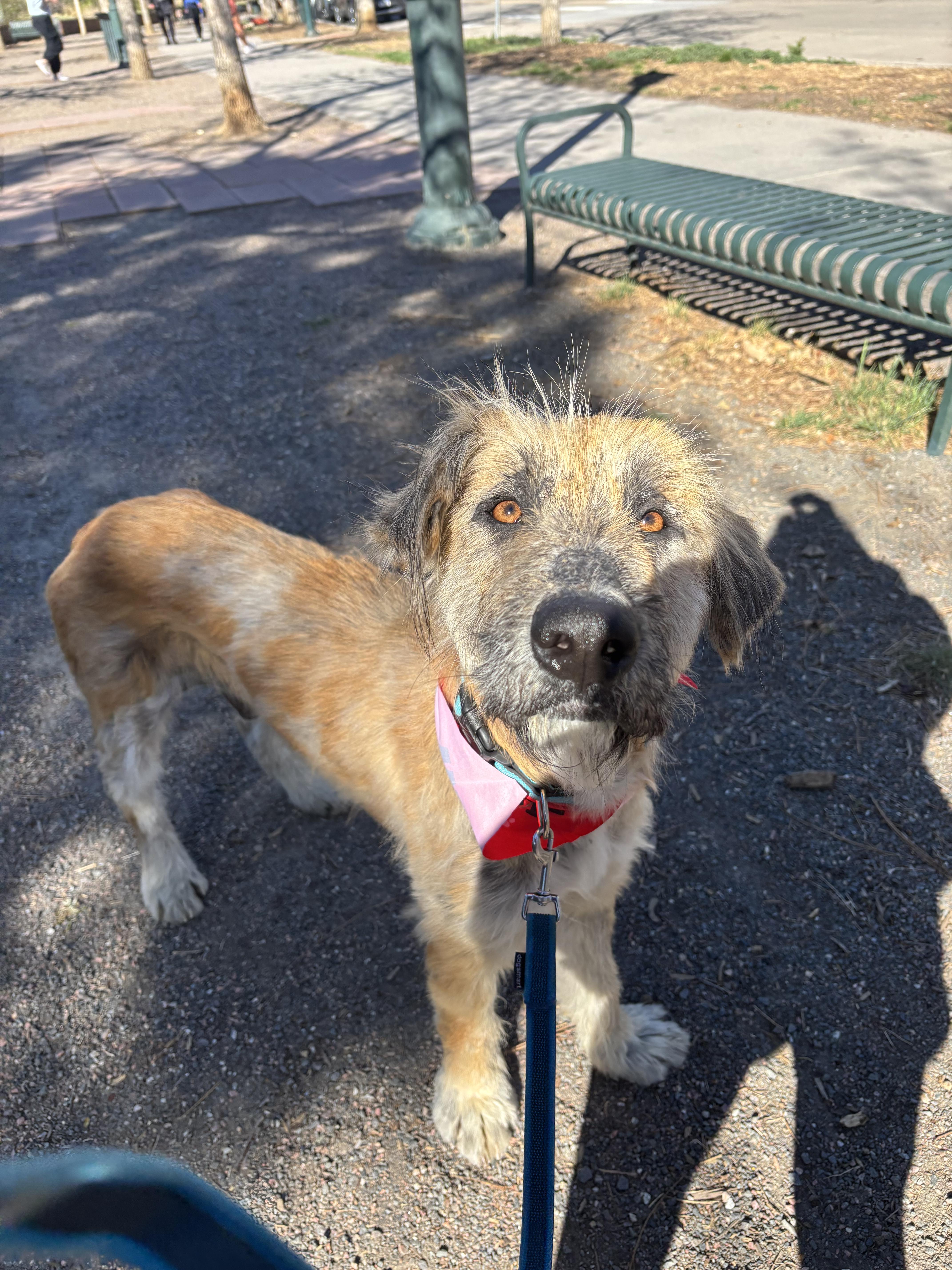 Pinto Bean thumbnail 5