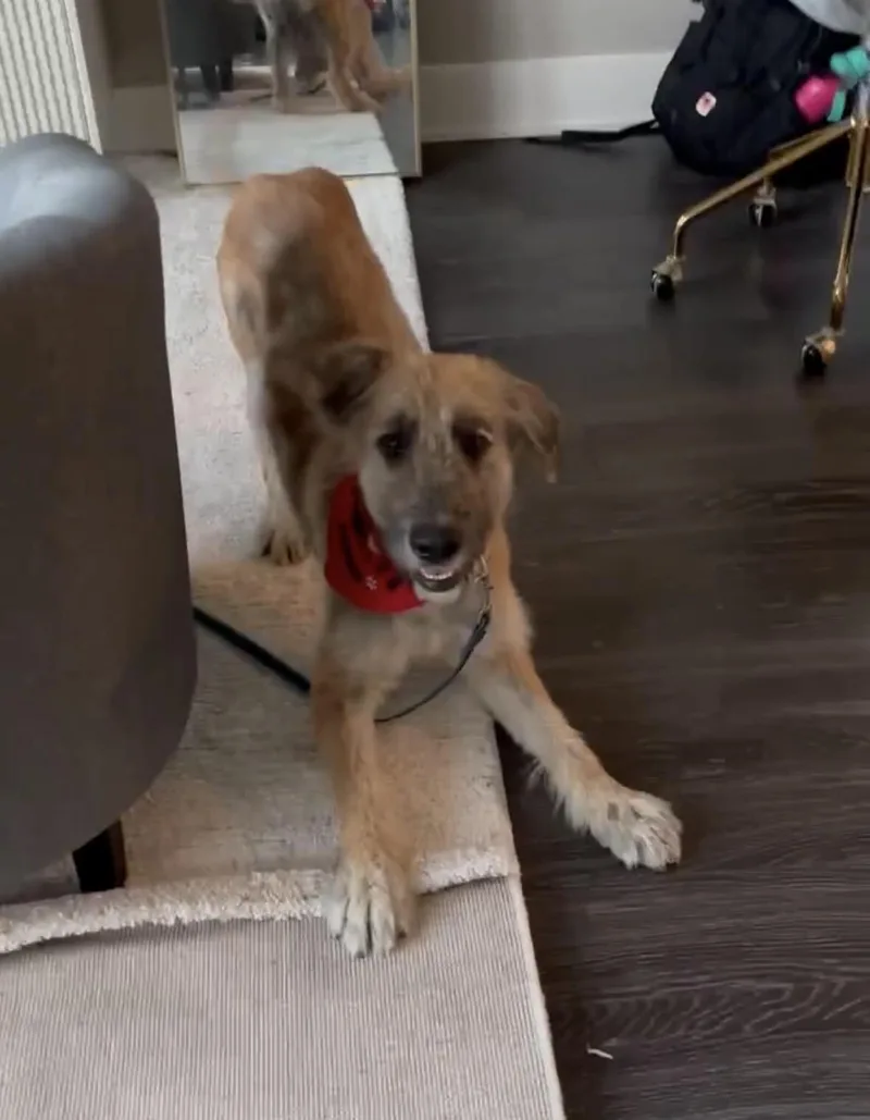 Pinto Bean thumbnail 6