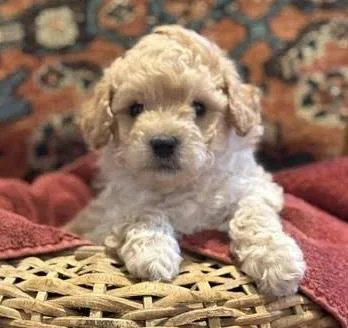 A baby small-sized male Bichon Frise dog named Trig for adoption in Cumming, GA