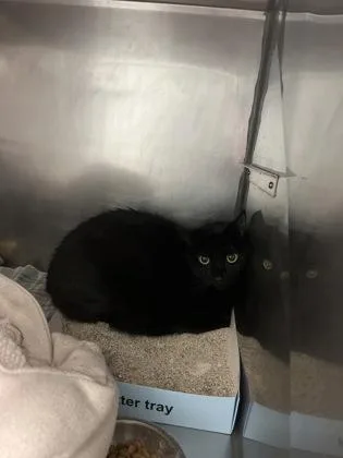 An adult medium-sized male Domestic Short Hair cat named Charmander for adoption in Fishers, IN