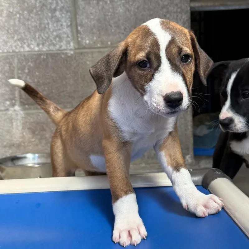 A baby small-sized female Brown / Chocolate English Bulldog dog named Sapphire for adoption in Santa Barbara, CA