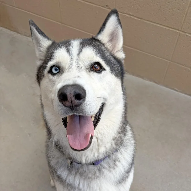 An adult large-sized male Gray / Blue / Silver Siberian Husky dog named Chase for adoption in Ojai, CA