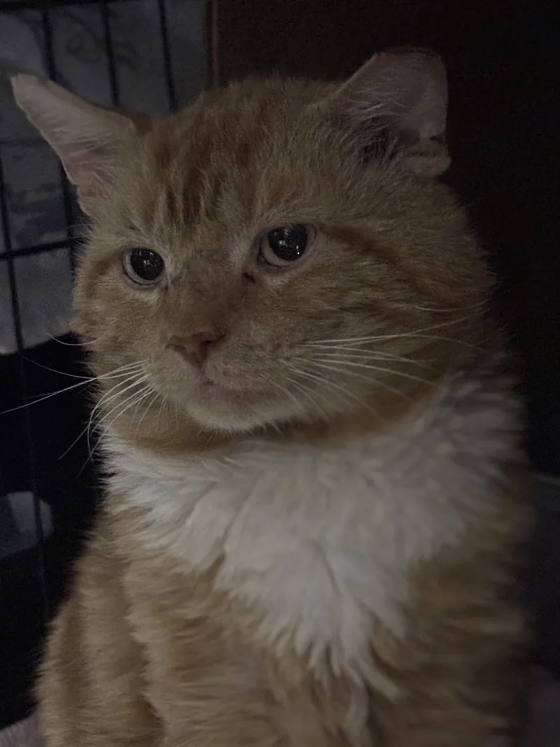 An adult medium-sized male Orange & White Domestic Short Hair cat named Hello for adoption in Pittsburgh, PA