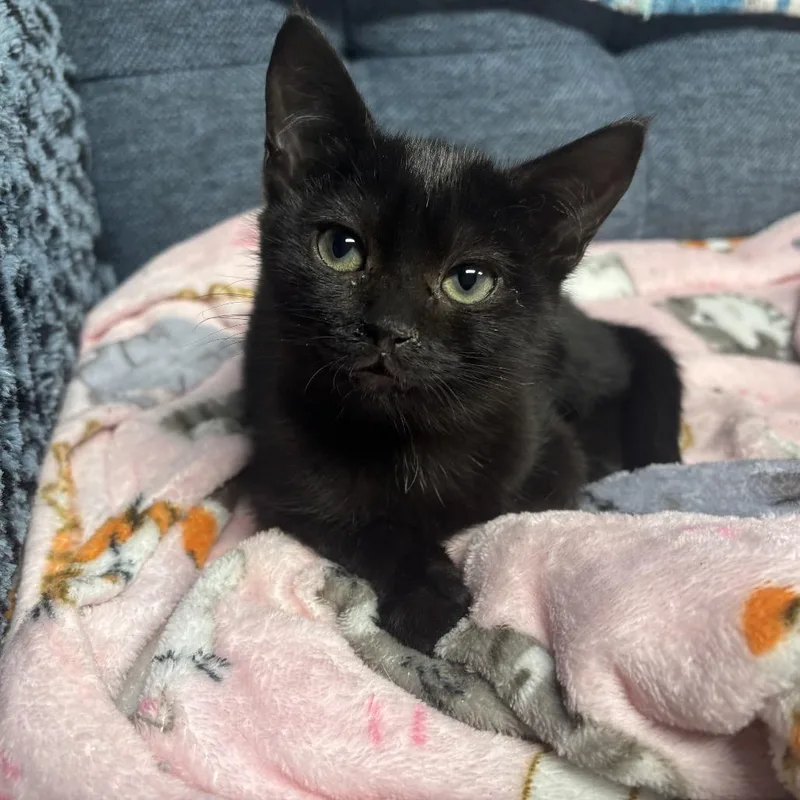 A baby small-sized male Black Domestic Short Hair cat named Link for adoption in Carmel, IN