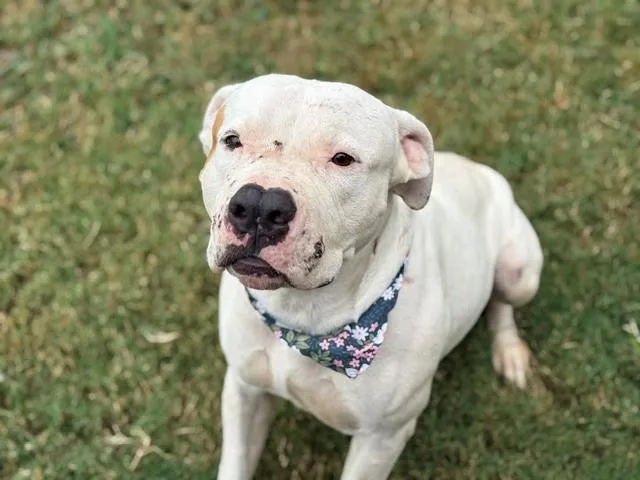A young large-sized male Pit Bull Terrier dog named Butternut for adoption in Tulsa, OK