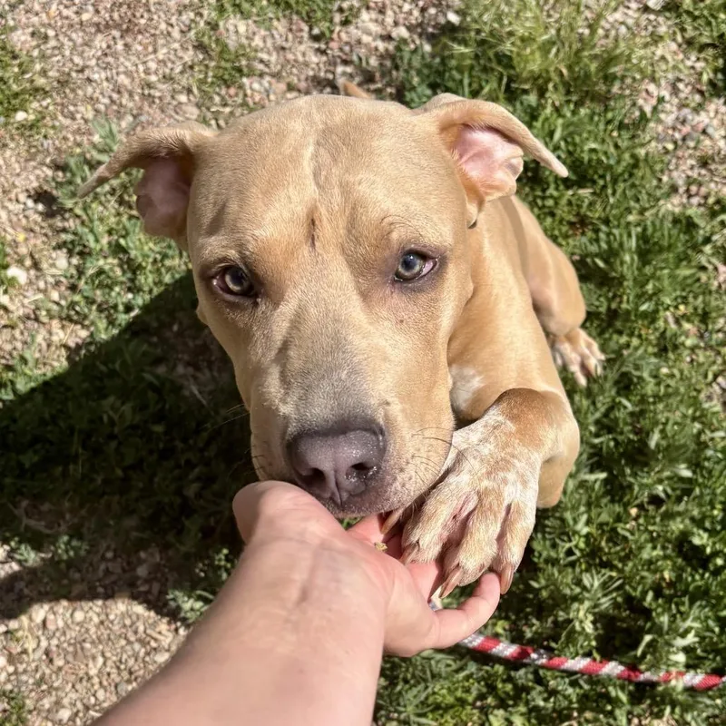 A young large-sized male Yellow / Tan / Blond / Fawn Pit Bull Terrier dog named Snoopy for adoption in Glenwood Springs, CO