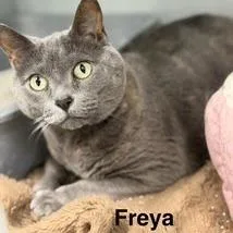 Freya thumbnail 2