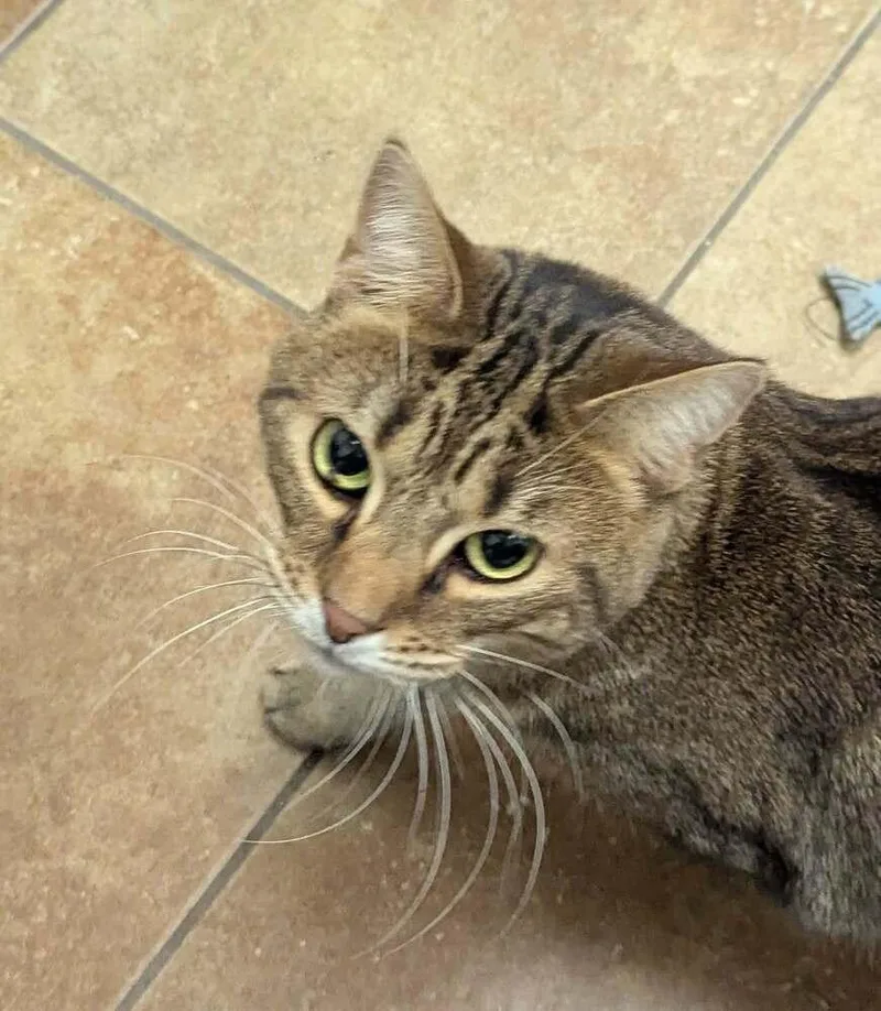 An adult medium-sized female Domestic Short Hair cat named Trudy for adoption in South Bend, IN