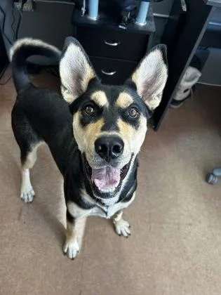 An adult medium-sized female Black Shepherd dog named Waffles for adoption in Rapid City, SD
