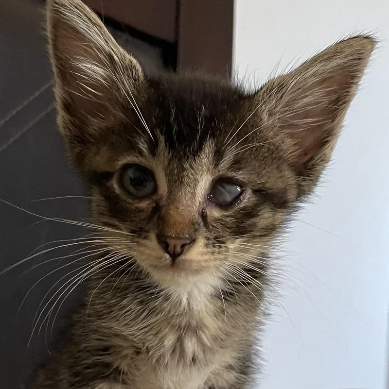 A baby medium-sized male Tabby (Gray / Blue / Silver) Domestic Short Hair cat named Kevin for adoption in San Diego, CA